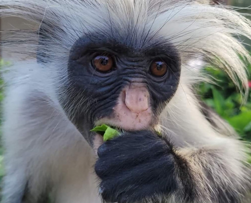 Jozani Forest + Spice Farm & Prison Island (1)