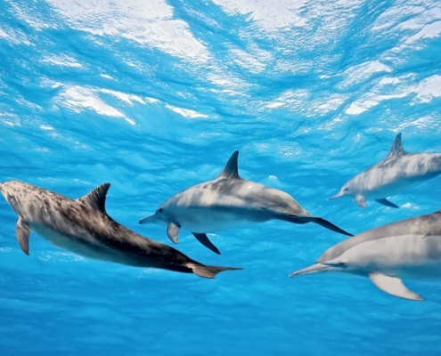 Kizimkazi Dolphins (3)