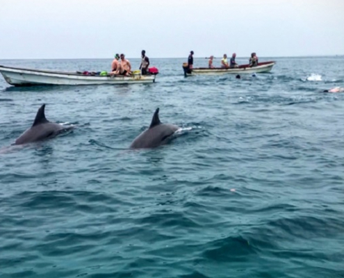 Kizimkazi Dolphins (4)