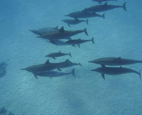 Kizimkazi Dolphins (5)