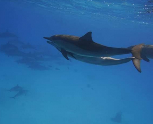 Kizimkazi Dolphins (6)