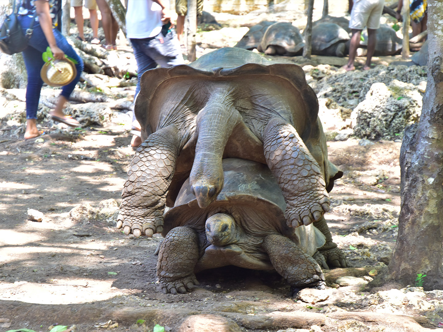 Prison Island Tour (5)